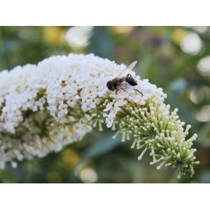 Budleja Dávidova (Buddleja Davidii) ´WHITE PROFUSION´ - výška 40-60 cm, kont. C3L 